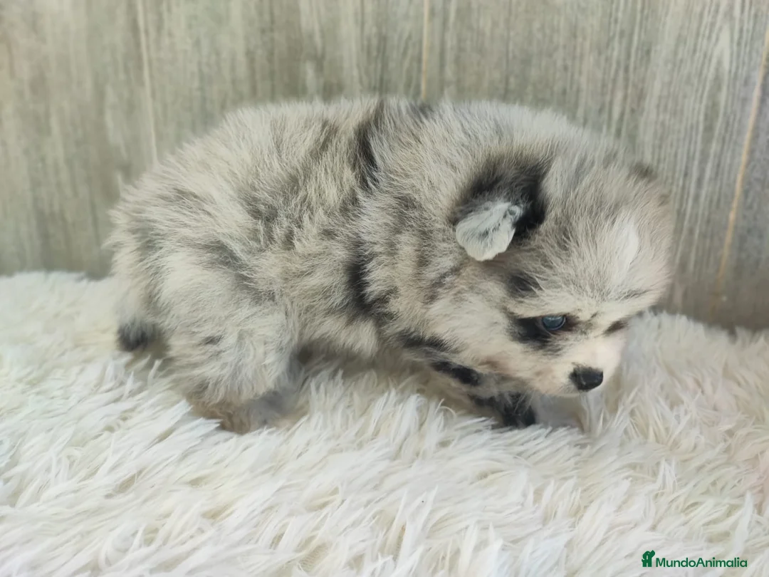 Spitz pequeño - Kleinspitz perros en venta: SPITZ ALEMAN MERLE - Anuncio 4