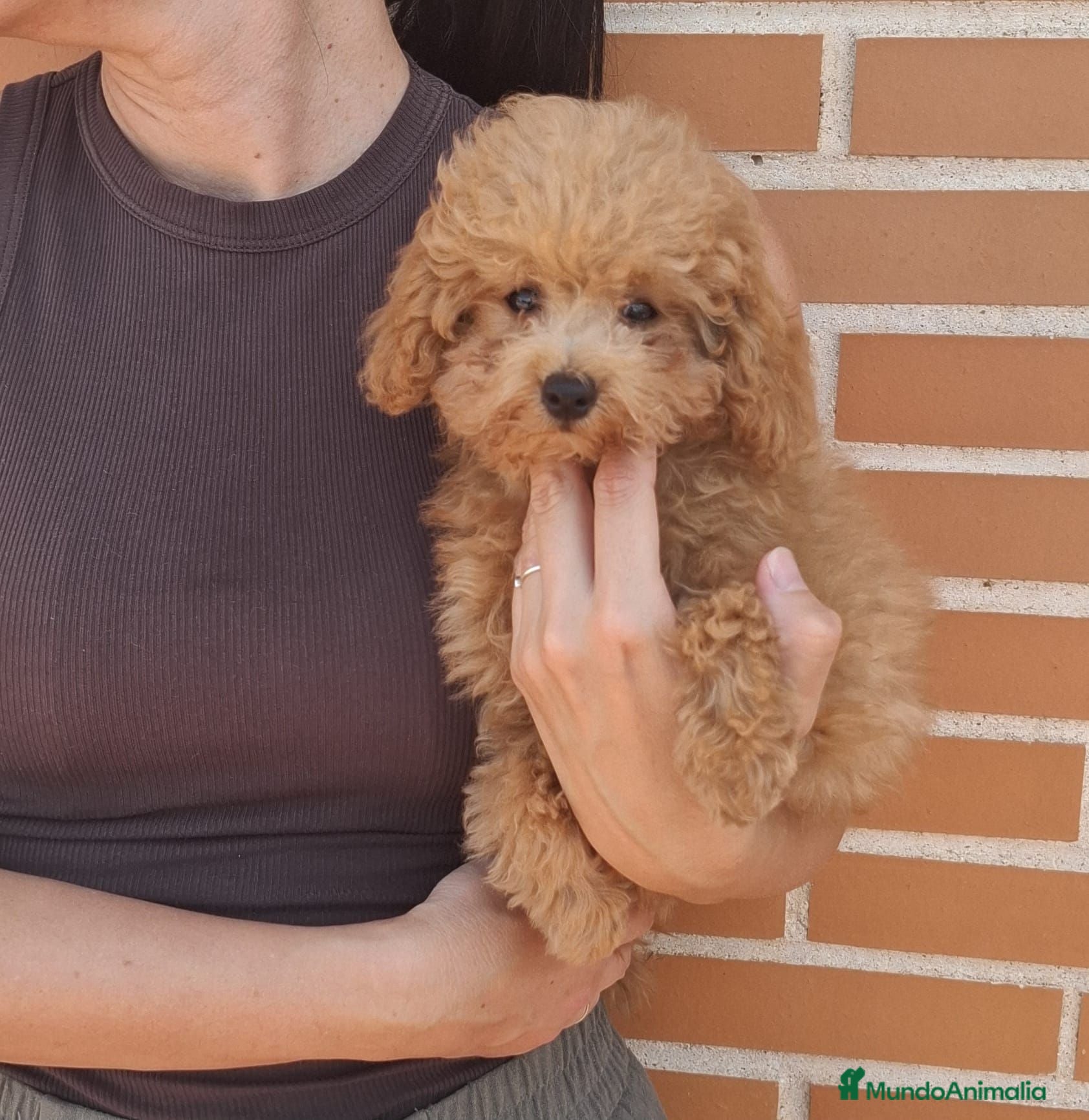 Caniche Toy perros Caniche toy macho - Anuncio 1