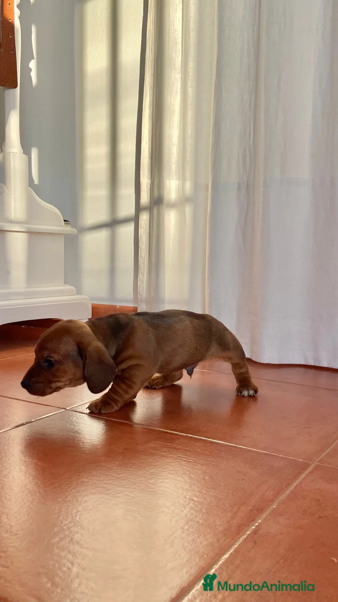 Teckel Miniatura perros en venta: Teckel  - Anuncio 1