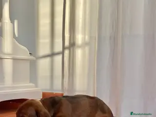 Teckel Miniatura perros Teckel - Anuncio 1