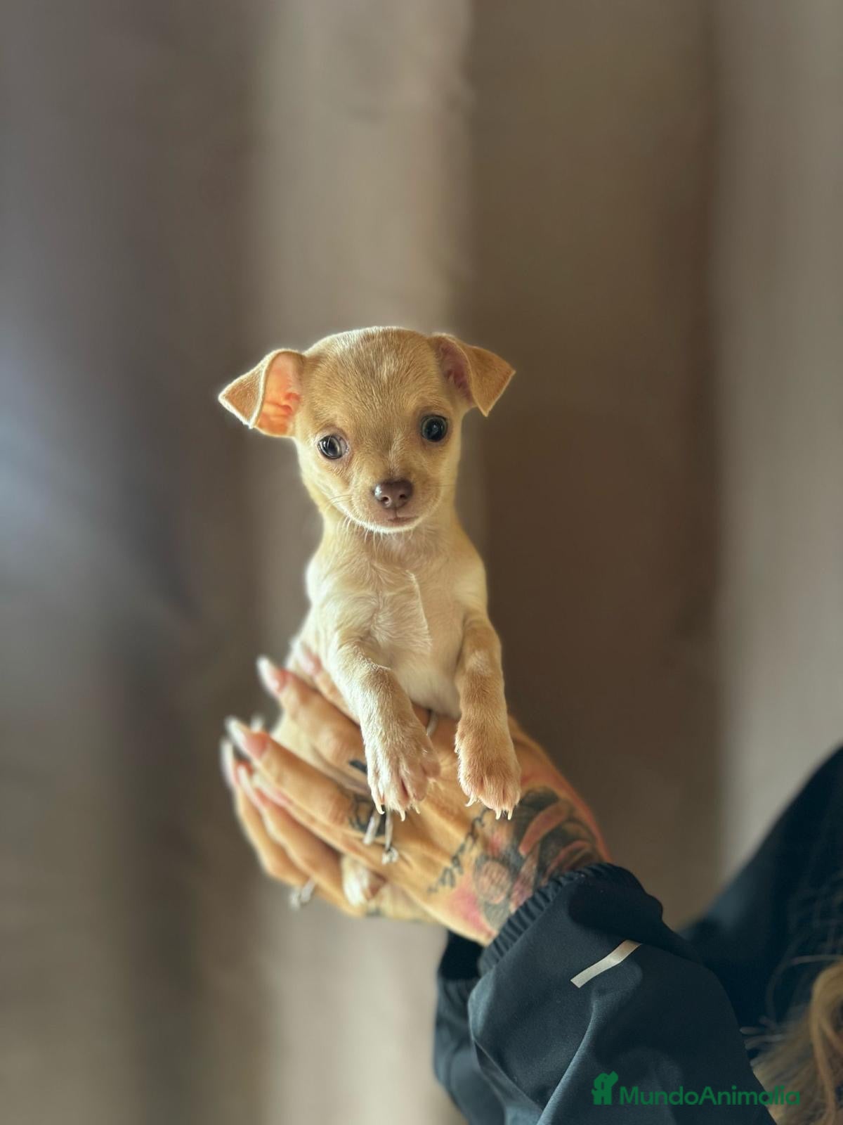 Chihuahua perros Chihuahua de capricho💜 en Illes Balears - Anuncio 2