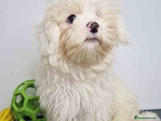 Bichón Habanero perros Bichon Habanero Macho 6220 AQUANATURA - Anuncio 13