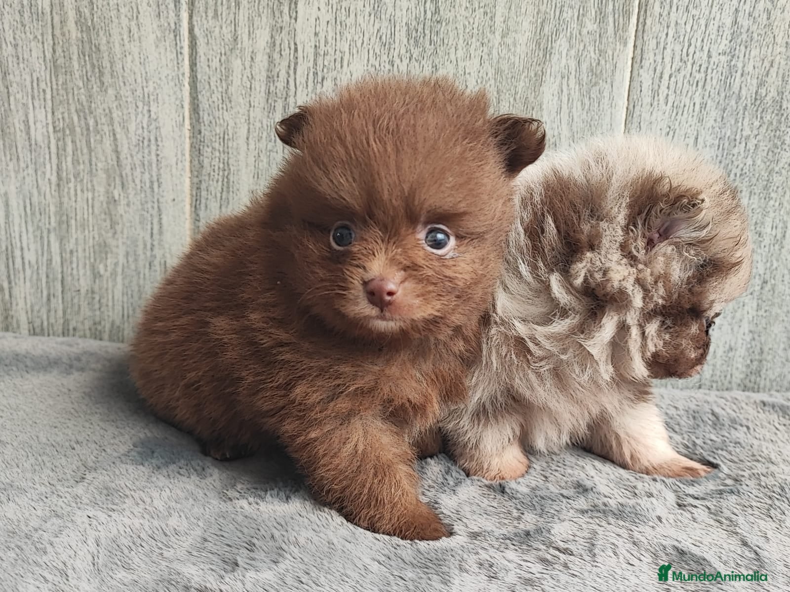 Pomerania perros POMERANIA CHOCOLATE MACHO - Anuncio 1