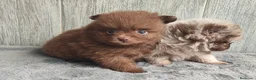 Pomerania perros en venta: POMERANIA CHOCOLATE MACHO - Anuncio 1
