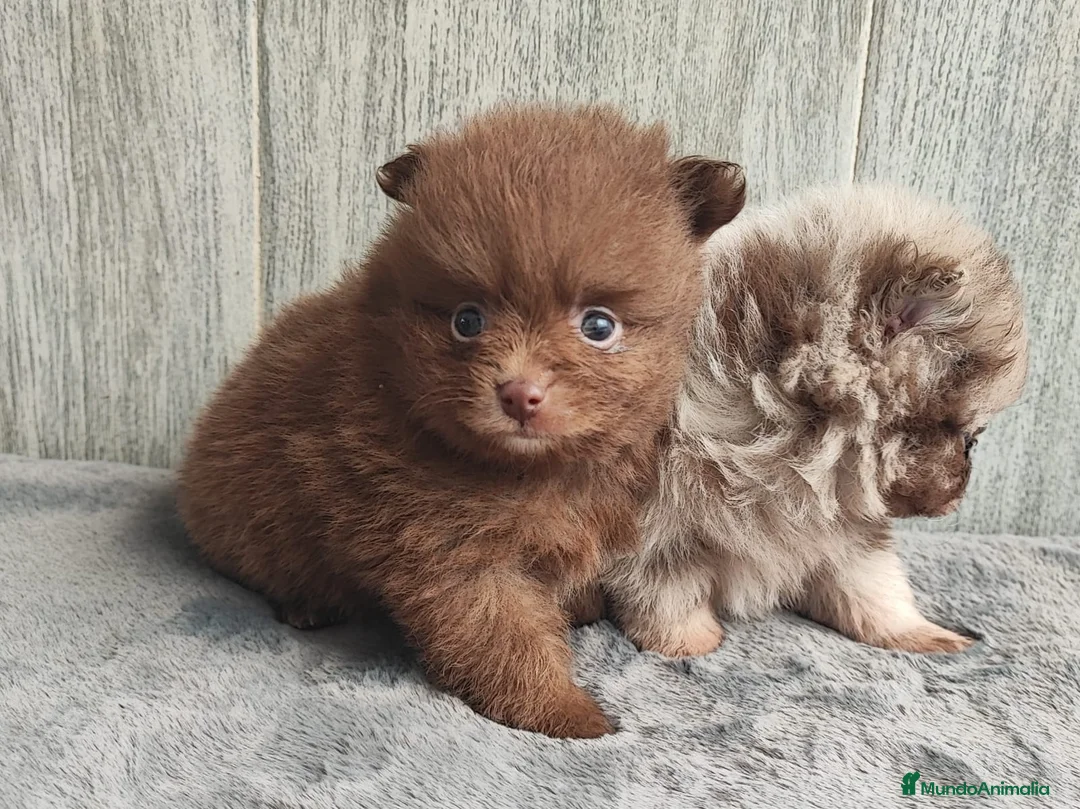 Pomerania perros en venta: POMERANIA CHOCOLATE MACHO - Anuncio 1