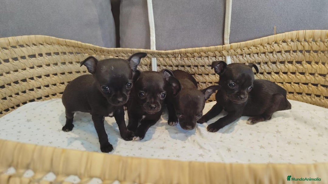 Chihuahua perros en venta: Chihuahua mini cabeza manzana - Imagen 7