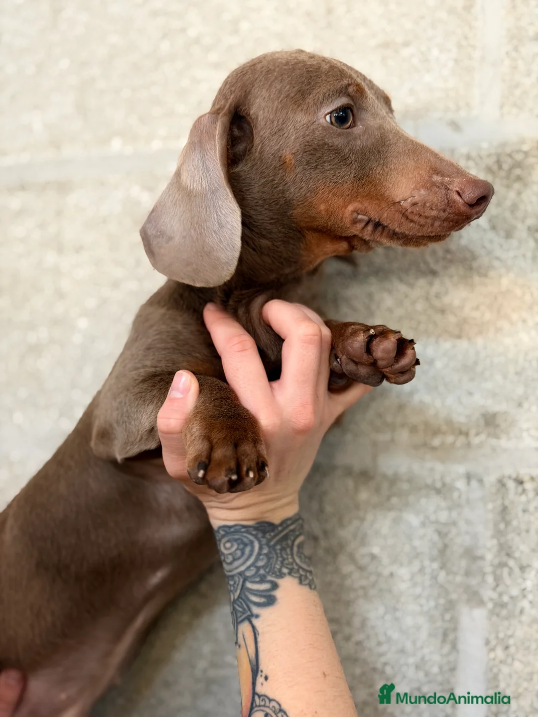 Teckel Miniatura perros en venta: Teckel  Isabella mini  - Anuncio 3