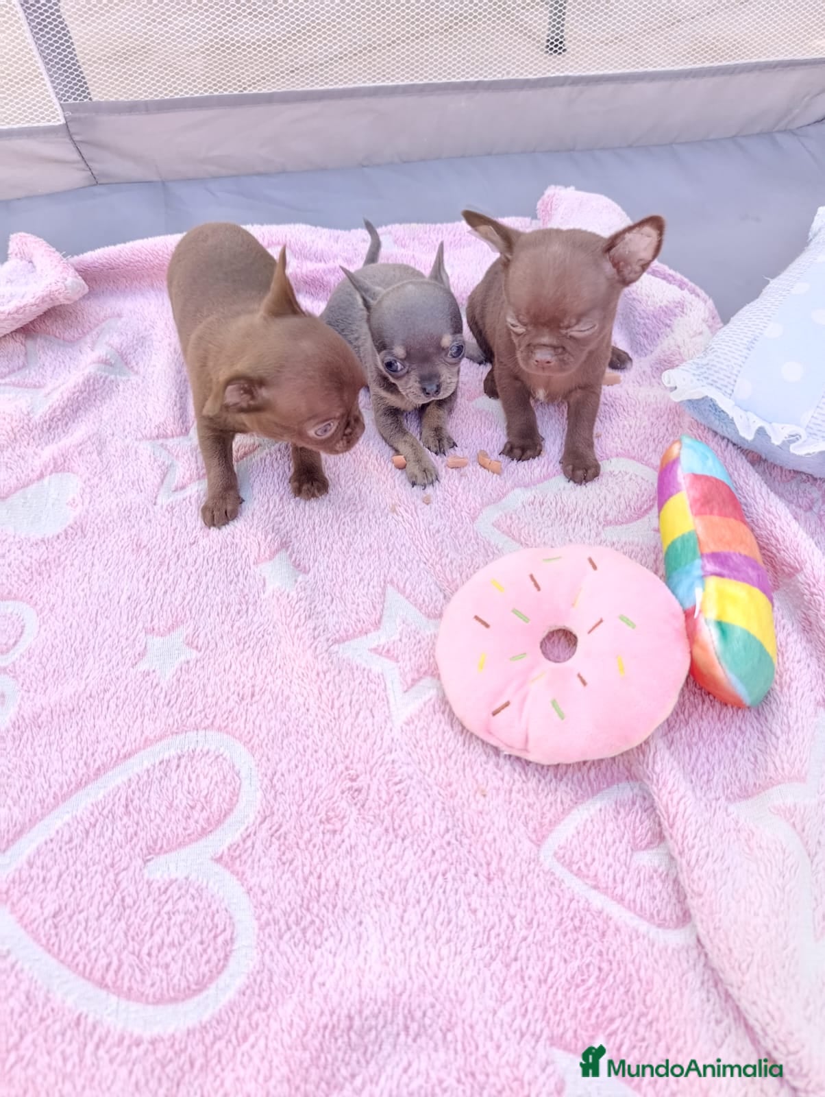 Chihuahua perros ‼️PRECIOSA CAMADA DE CHIHUAHUAS TAMAÑO MINI - Anuncio 1
