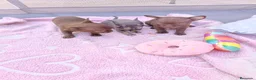Chihuahua perros en venta: ‼️PRECIOSA CAMADA DE CHIHUAHUAS TAMAÑO MINI - Anuncio 1