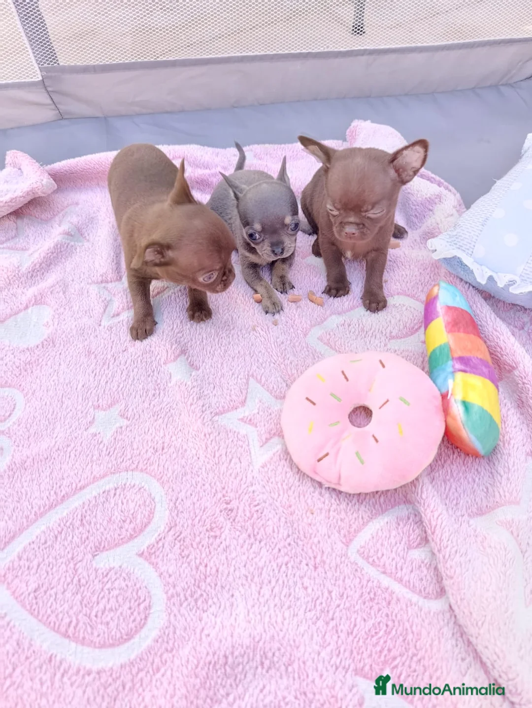 Chihuahua perros en venta: ‼️PRECIOSA CAMADA DE CHIHUAHUAS TAMAÑO MINI - Anuncio 1