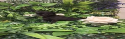 Chihuahua perros en venta: Cachorros chihuahua  - Anuncio 7