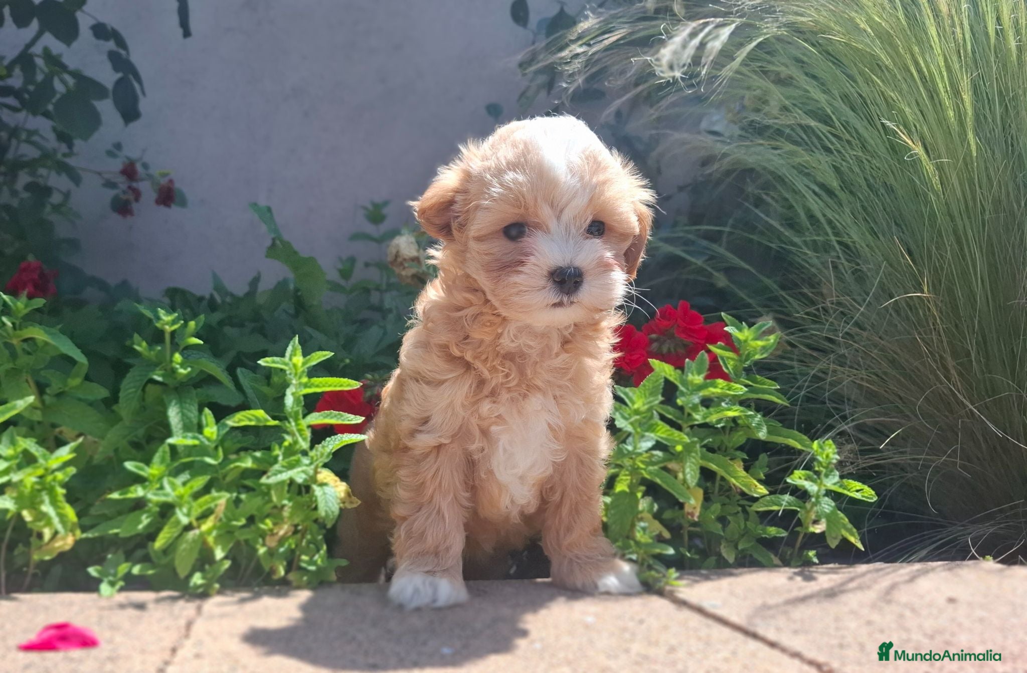 Maltipoo perros MALTIPOO MACHO - Anuncio 1