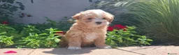 Maltipoo perros en venta: MALTIPOO MACHO - Anuncio 1