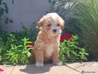 Maltipoo perros MALTIPOO MACHO - Anuncio 2