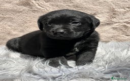 Labrador Retriever perros en venta: Labrador negro - Imagen 6