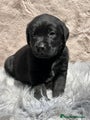 Labrador Retriever Cachorro 4