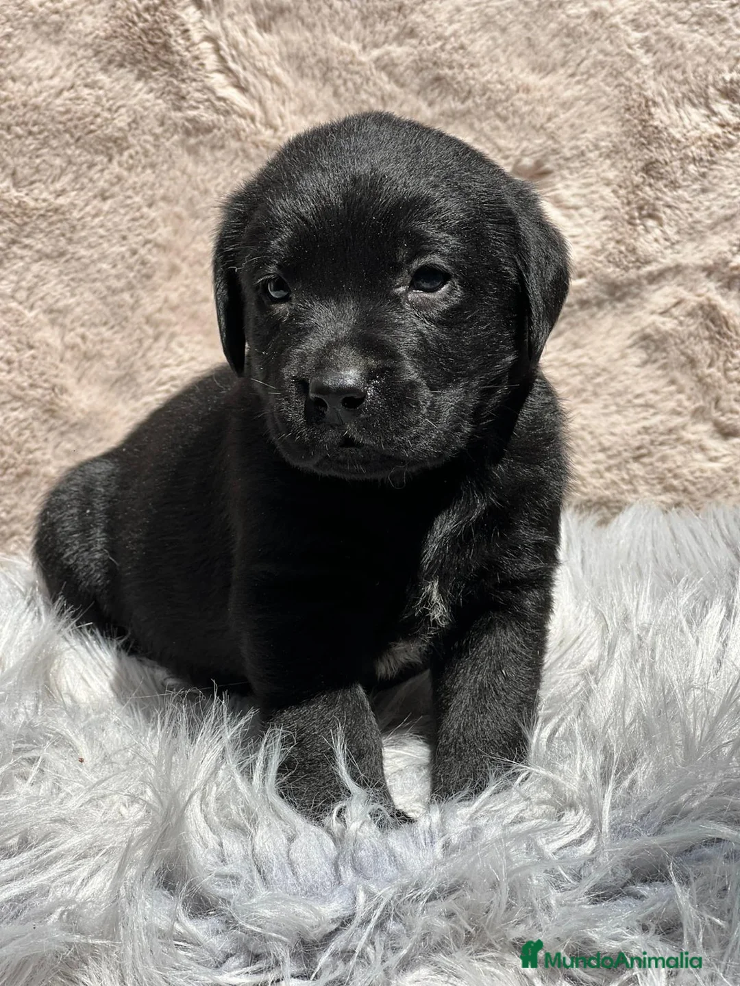 Labrador Retriever perros en venta: Labrador negro - Anuncio 6
