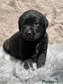 Labrador Retriever Cachorro 4