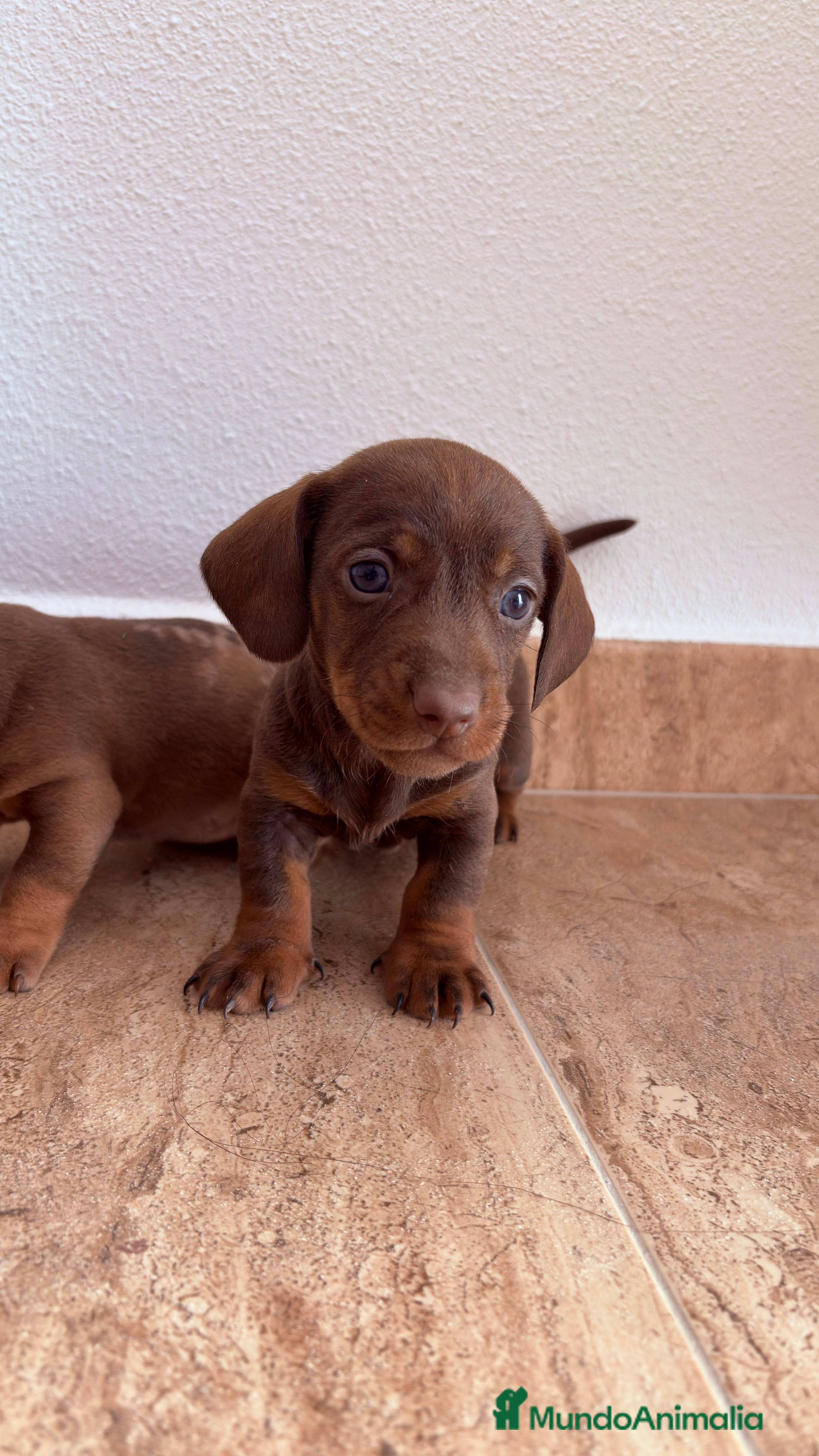 Teckel perros Teckel Kaninchen Chocolate - Anuncio 2