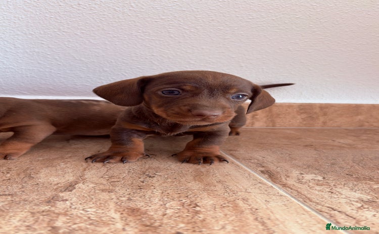 Teckel perros Teckel Kaninchen Chocolate - Anuncio 1