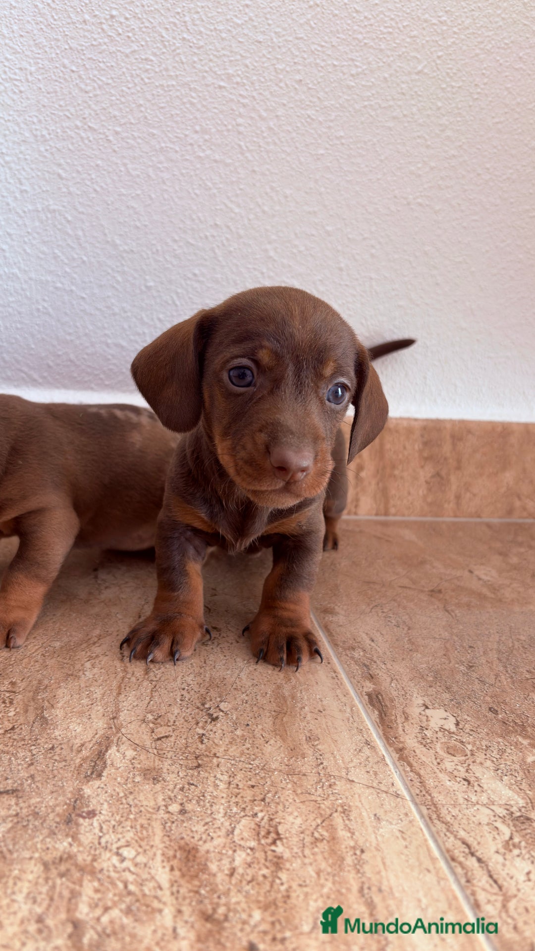 Teckel perros en venta: Teckel Kaninchen Chocolate - Anuncio 1