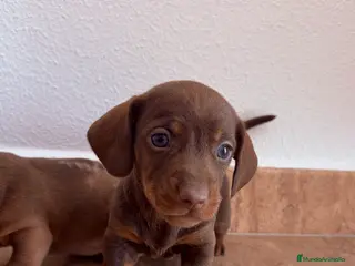 Teckel perros Teckel Kaninchen Chocolate - Anuncio 4