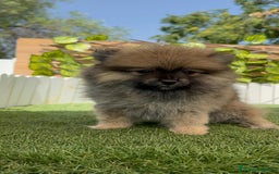 Pomerania perros en venta: POMERANIA MACHO 2 - Imagen 12