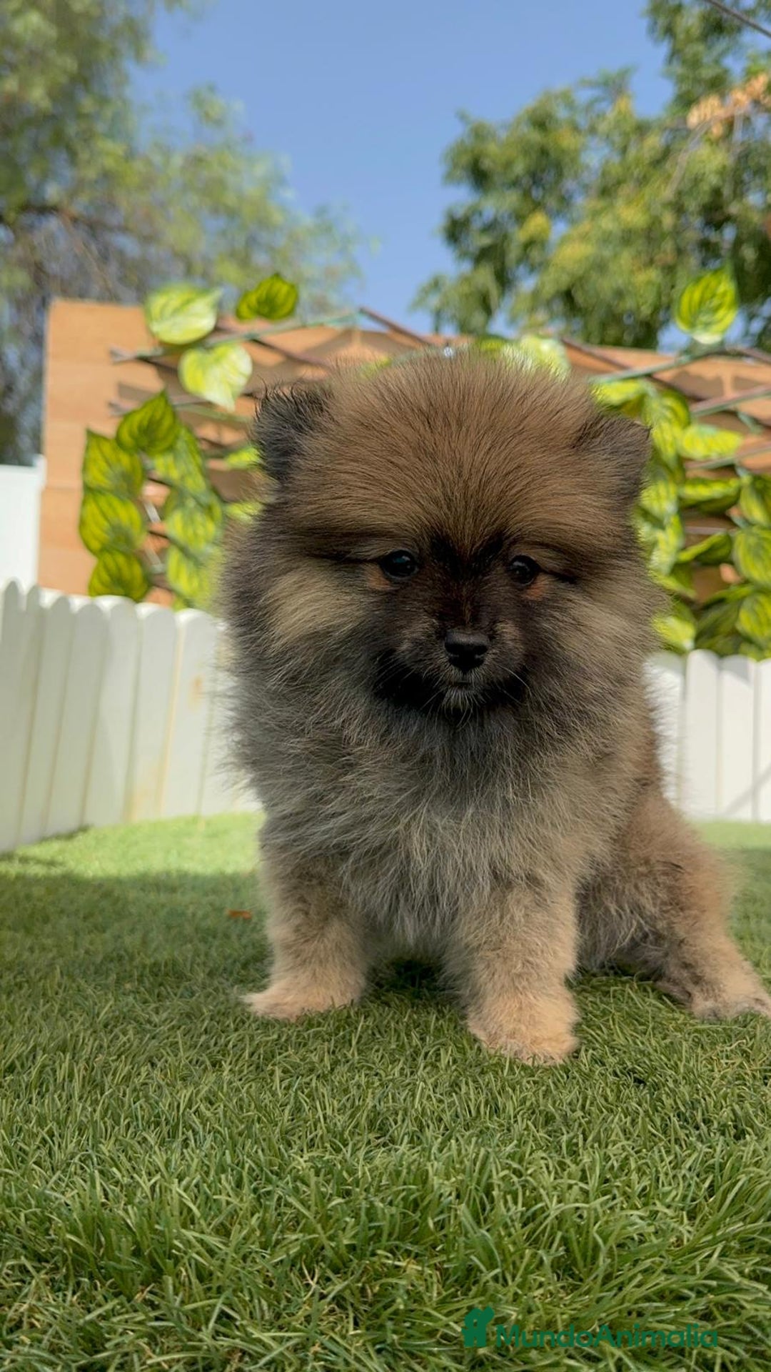 Pomerania perros en venta: POMERANIA MACHO 2 - Imagen 12
