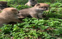 Shiba Inu perros en venta: SHIBA INU - Imagen 7