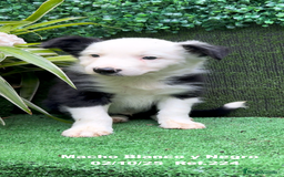 Border Collie perros en venta: BORDER COLLIE - Anuncio 14