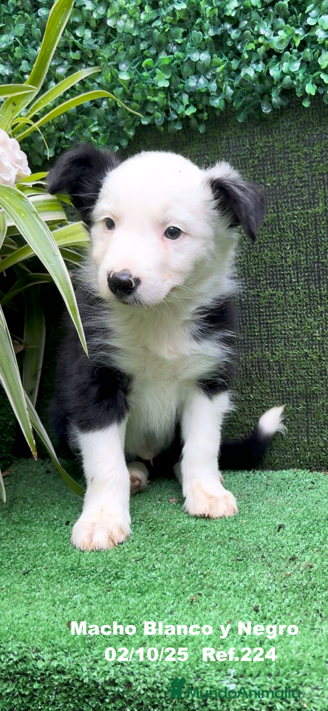 Border Collie perros en venta: BORDER COLLIE - Anuncio 14