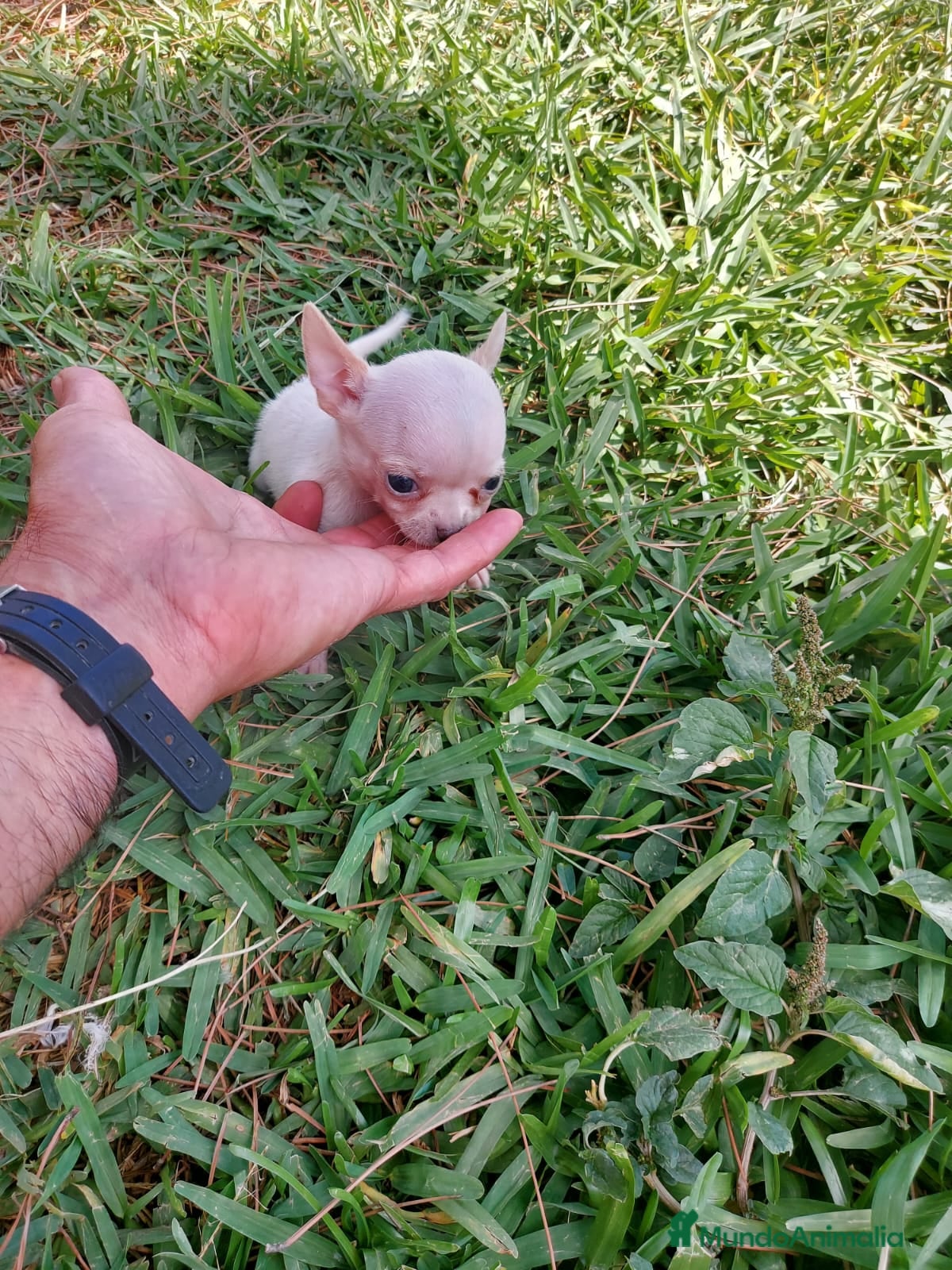 Chihuahua perros imprecionantes chihuahuas linea toy - Anuncio 1