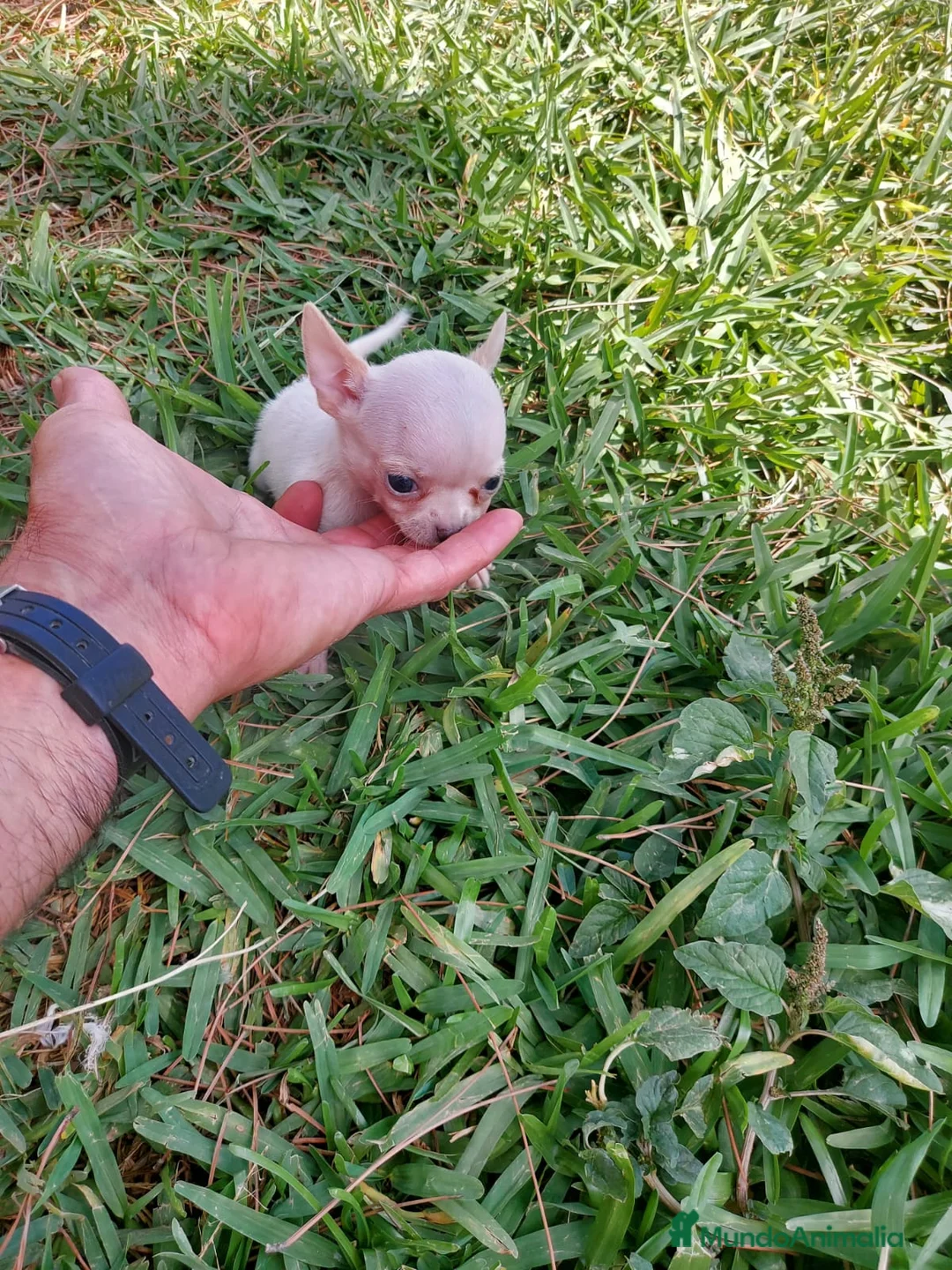 Chihuahua perros en venta: imprecionantes chihuahuas linea toy - Anuncio 1