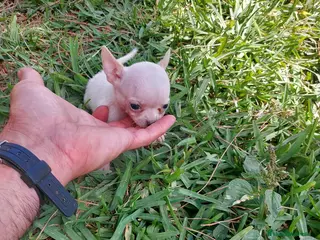 Chihuahua perros imprecionantes chihuahuas linea toy - Anuncio 1