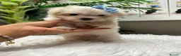 Bichón Maltés perros en venta: 🤍 BICHÓN MALTÉS – DULZURA EN ESTADO PURO 🤍 - Anuncio 11
