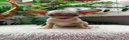 Chihuahua perros en venta: CHIHUAHUA HEMBRA MERLE - Anuncio 6