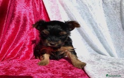 Yorkshire Terrier perros en venta: Yorkshire Terrier 🐾 - Imagen 2