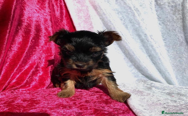 Yorkshire Terrier perros - Anuncio 7