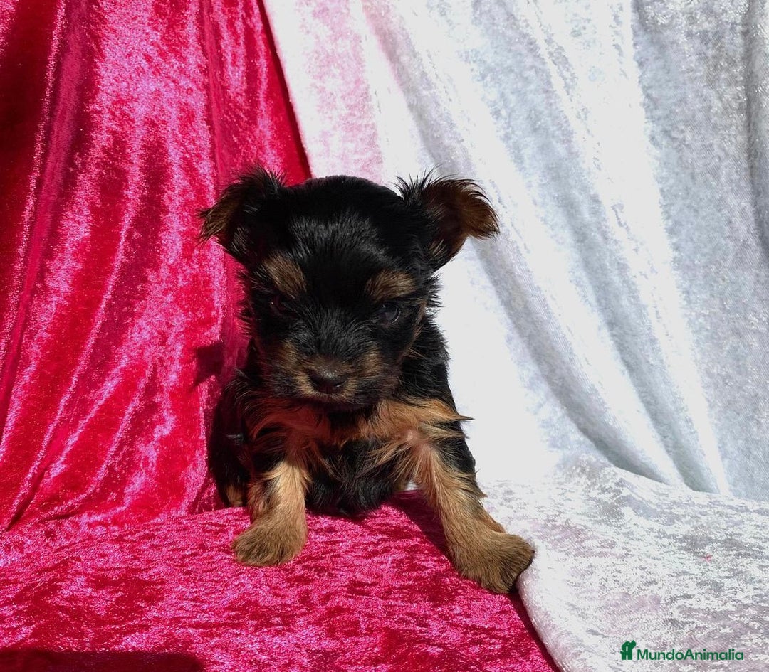 Yorkshire Terrier perros en venta: Yorkshire Terrier 🐾 - Imagen 2