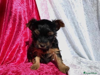 Yorkshire Terrier perros - Anuncio 5