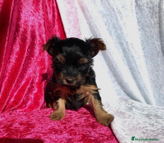 Yorkshire Terrier perros - Anuncio 7