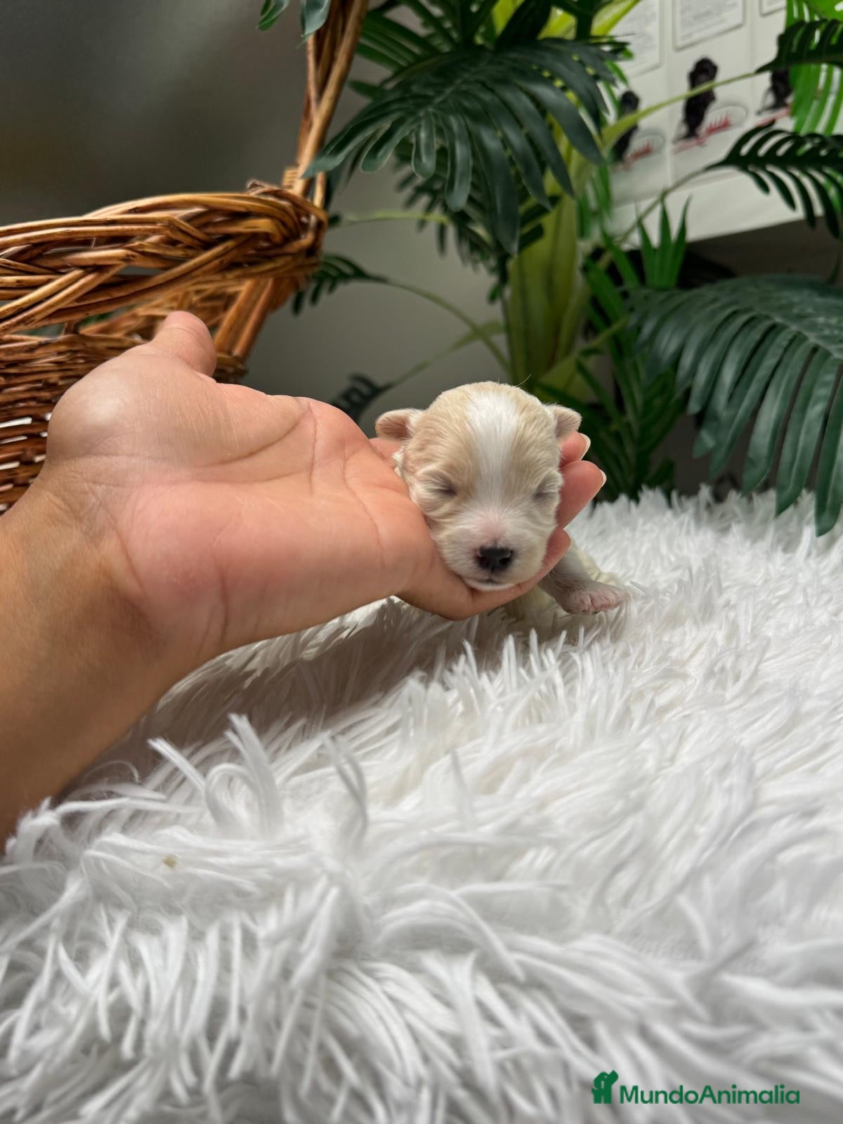Maltipoo perros MALTIPOO HEMBRA - Anuncio 2