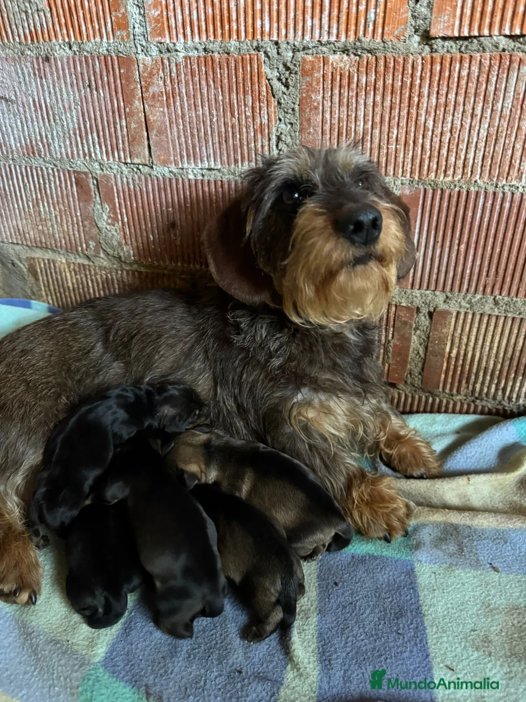 Teckel Miniatura perros en venta: Teckel mini de pelo duro  - Anuncio 11