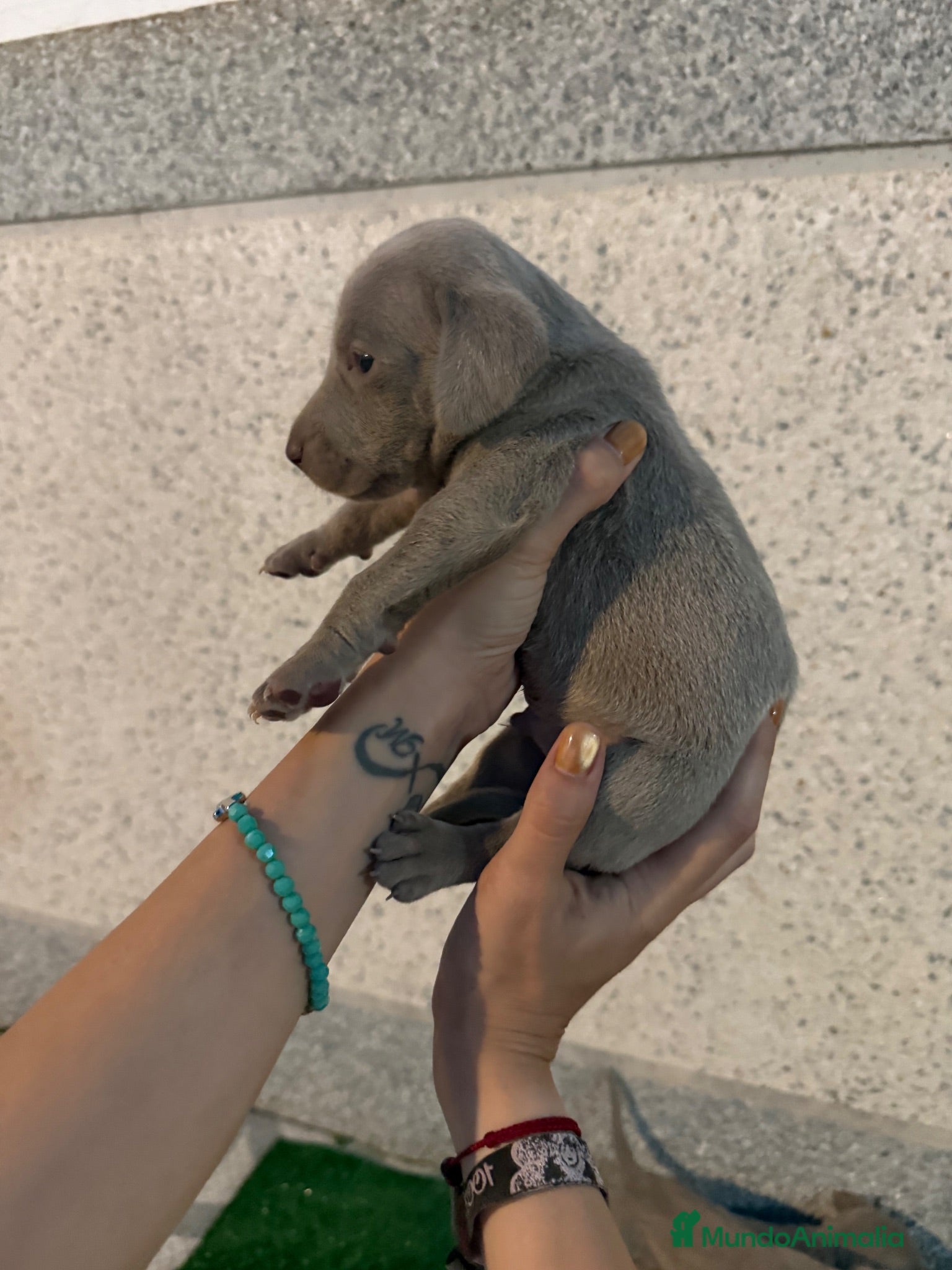 Weimaraner perros 🐾 BRACO DE WEIMAR – CAMADA EXCLUSIVA 💎 - Anuncio 2
