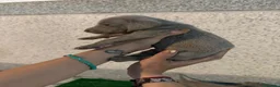 Weimaraner perros en venta: 🐾 BRACO DE WEIMAR – CAMADA EXCLUSIVA 💎 - Anuncio 4