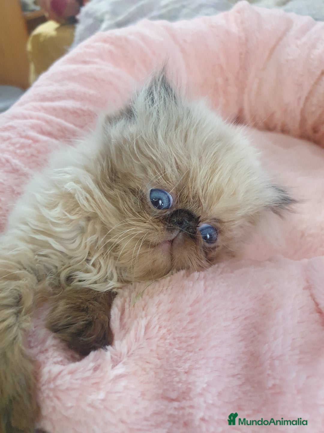 Himalayo gatos en venta: CACHORROS PERSAS HIMALAYOS  - Anuncio 3