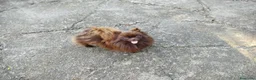 Pomerania perros en venta: Cachorritos de Pomerania  - Anuncio 3