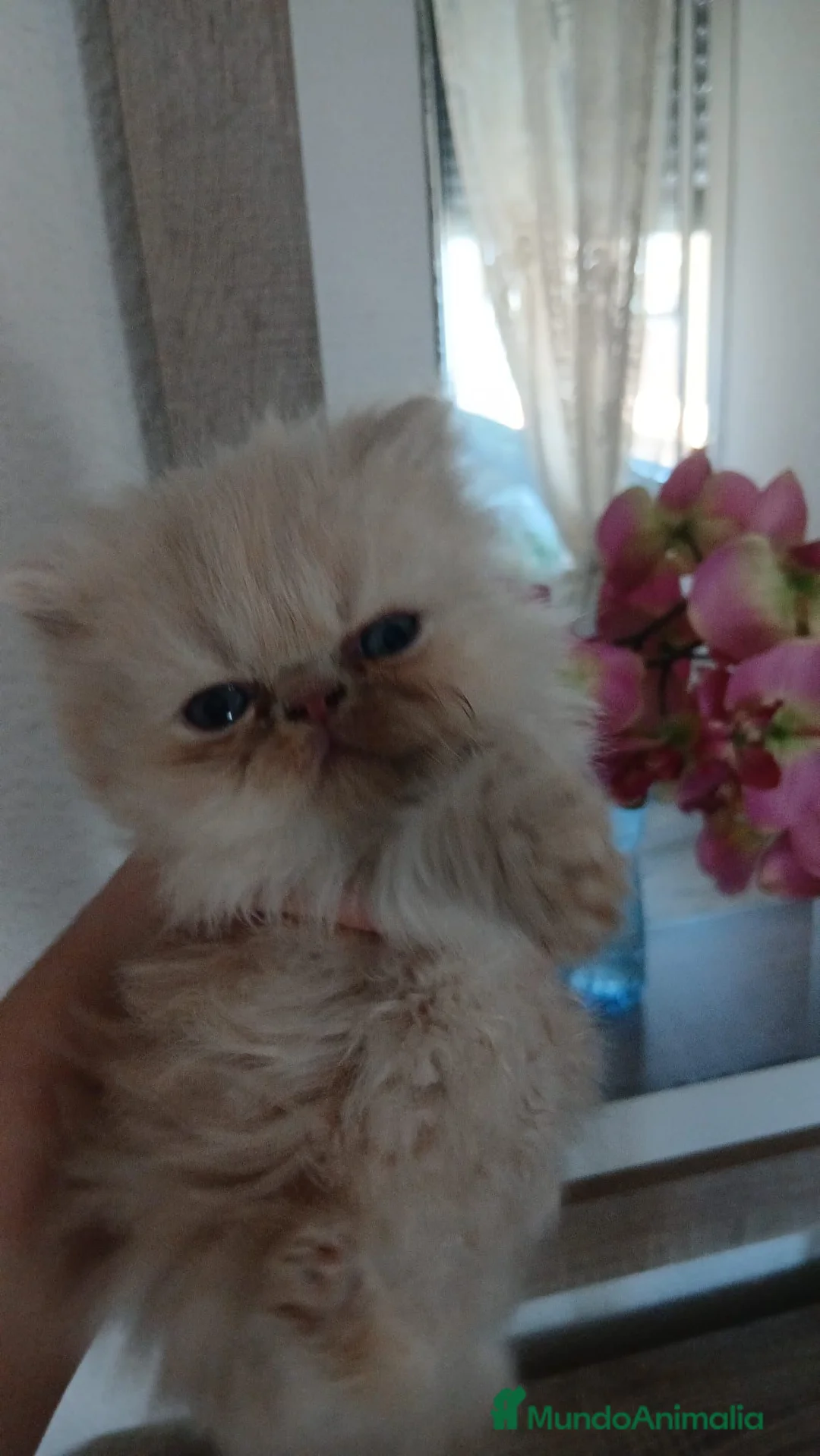 Persa gatos en venta: Gatos persas - Anuncio 1