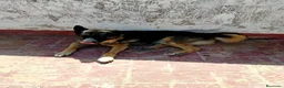 Pastor Alemán perros en venta:  Cachorros Pastor alemán🐶🐾 - Anuncio 2