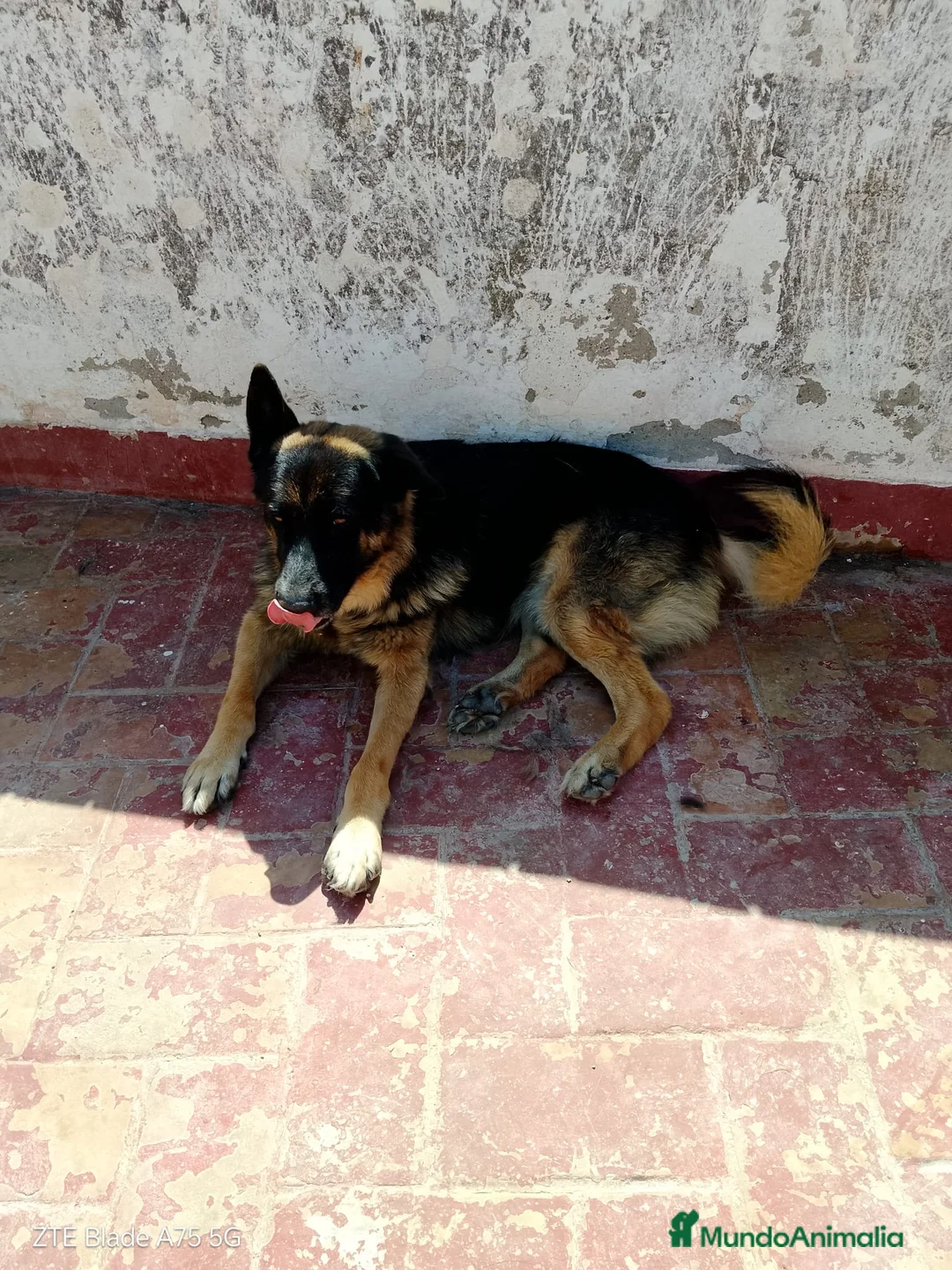 Pastor Alemán perros en venta:  Cachorros Pastor alemán🐶🐾 - Anuncio 2